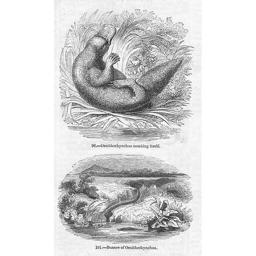 Duck billed platypus combing - platypus,