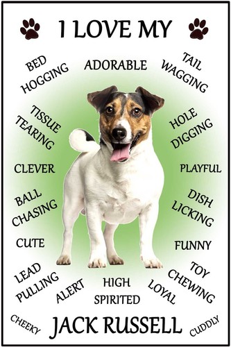 Jack russell dog love - jack,
