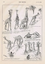 LOUIS WAIN Giraffes & Monkey - Antique Print 1893