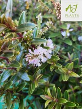 Hebe Champagne - 3 Litre Pot -