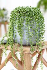 Senecio ( String of Pearls ) 12cm pot Large Trailing Indoor Plants to your door