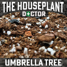 UMBRELLA TREE Soil Mix