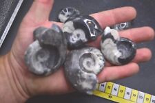 Goniatite Polished  Fossil. Boxed. Multi Buy Discounts!