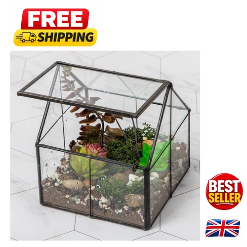 Ultra clear succulent - 4.3",