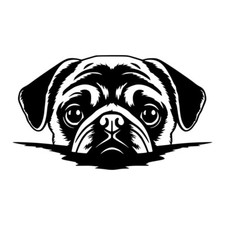 Pug Dog Puppy Peeking Face