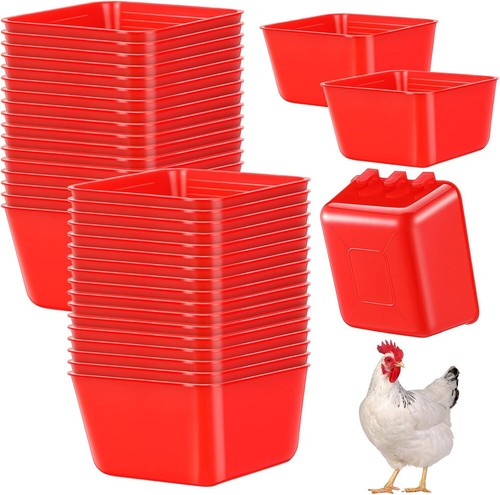 Large poultry chicken - poultry,