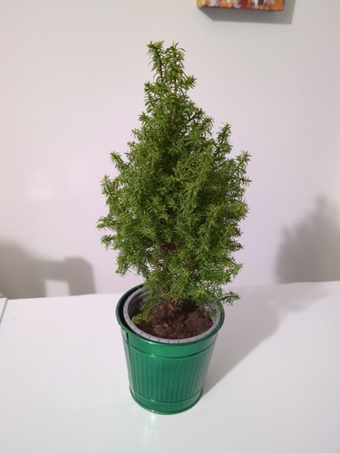 Small christmas tree with - christmas,