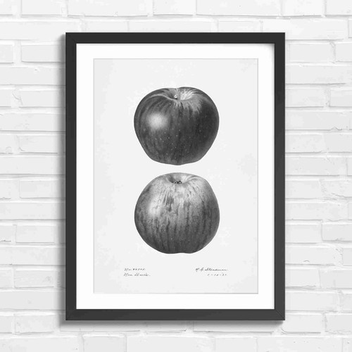Red apple botanical - apple, art