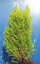 Evergreen Conifer "Wilma Gold