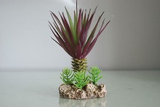 Vivarium Desert Plant With