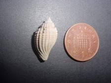 RARE Bartonian Eocene Volutocorbis lima Volutidae Upper Barton Beds Hampshire UK