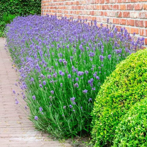 Lavandula lavender - t&m,