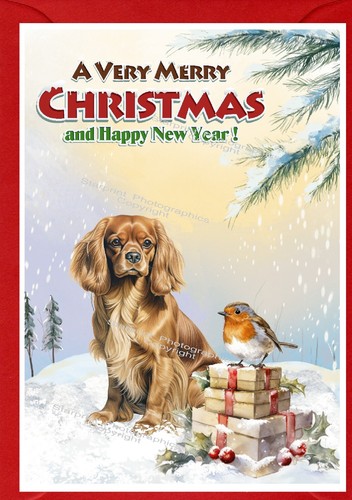 Cavalier king charles spaniel - cavalier,