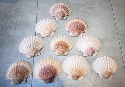 Scallop shells 12cm large - 11-12cm,