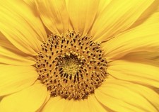 10  Sunflower Seeds Plants