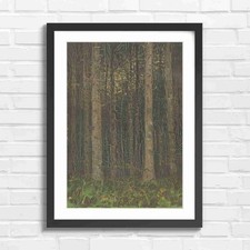 Dark Forest Tree Trunks Nature