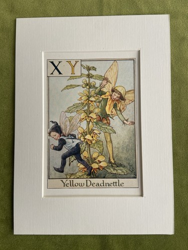 Yellow deadnettle flower - flower, fairy