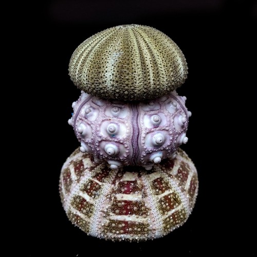 Collection sea urchins - of, |