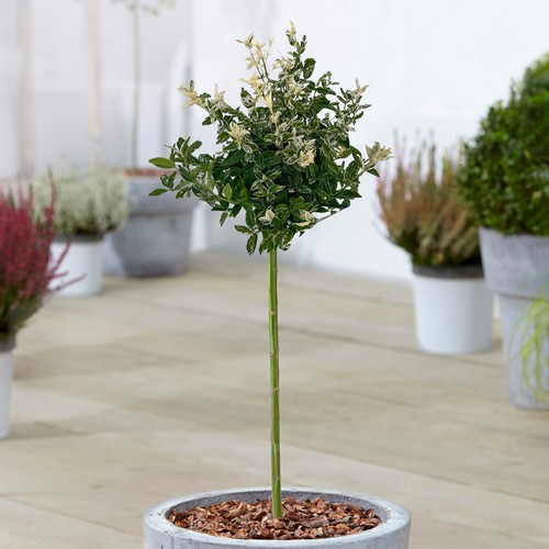 Euonymus harlequin patio tree - euonymus,