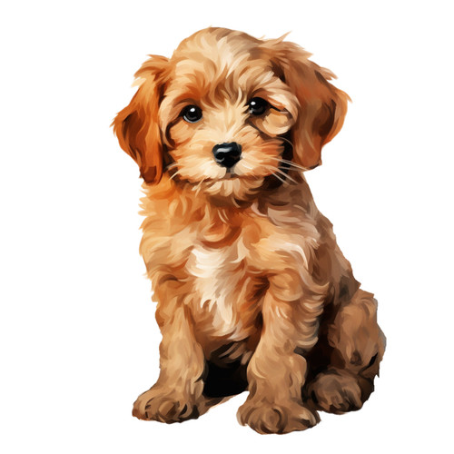 Cockapoo puppy fur baby - cockapoo,