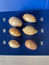 Seashells - 6 small assorted