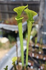 Sarracenia - 🔥🔥 Maxima x