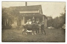 Prized cow and - prized,