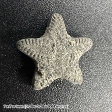 Crinoid star fossil – oxford clay jurassic – tidmoor point dorset uk – genuine
