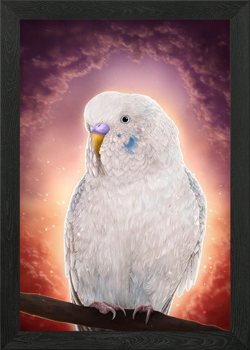 White budgie early dawn - budgie,