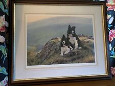 STEVEN TOWNSEND Collie Dogs