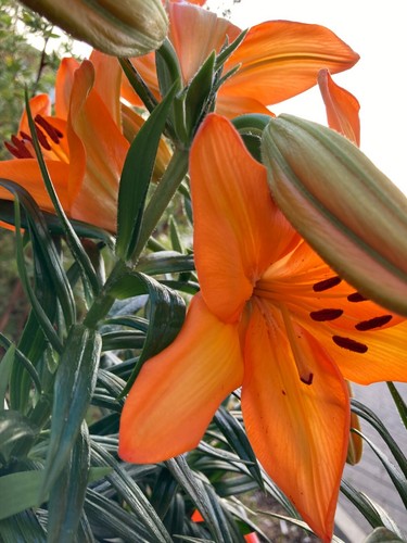 Three orange tiger - three, lily