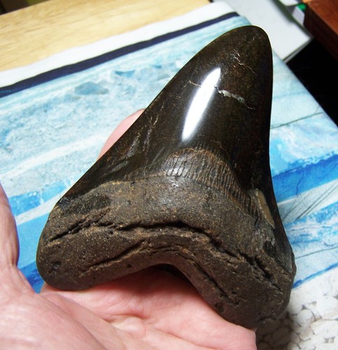 Megalodon shark tooth - tooth, 5"