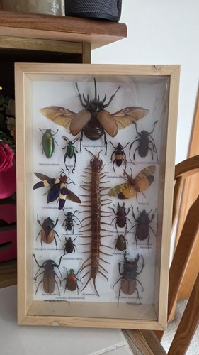 Rare mix insects - rare, display
