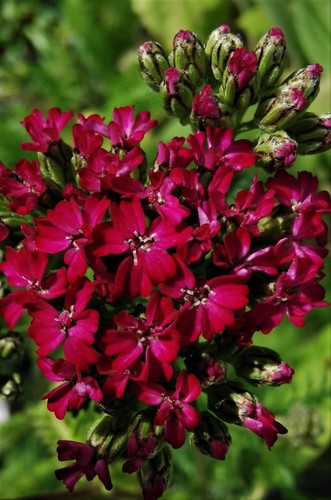 Achillea millefolium cerise - millefolium, 'cerise