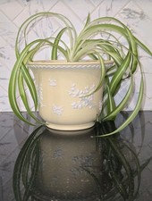 Wedgewood Emperor Cachepot