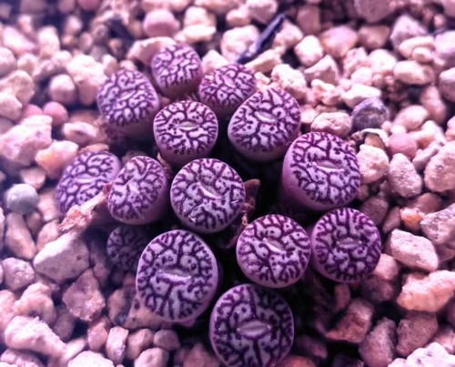 Conophytum minimum