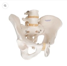 Human Male Pelvis Skeleton