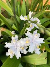 Iris Confusa Bamboo Iris 3