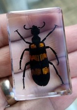 Real BLISTER BEETLE Bug Insect Preserved in Resin Paperweight Animal Taxidermy