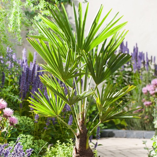 Trachycarpus fortunei chusan - -,