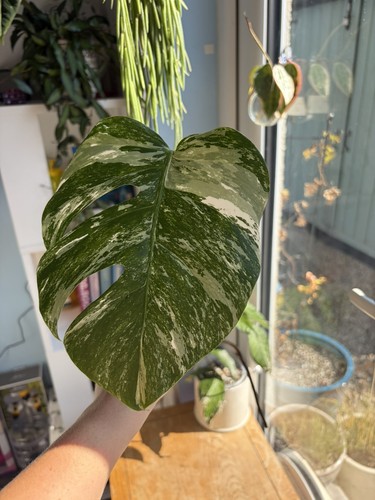 Monstera albo fresh snip - monstera,