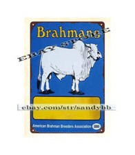 Brahmans Breeders Cow Cattle
