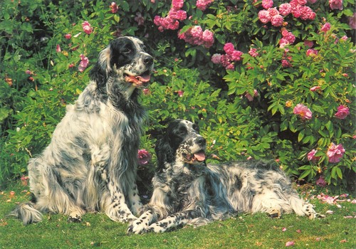 Dog english setters - dog, postcard