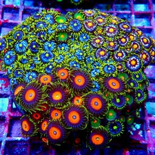 WYSIWYG - Mix Zoas Premium