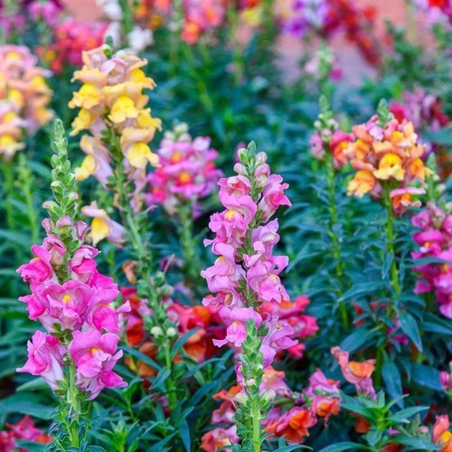 500 tetra snapdragon - tetra, seeds