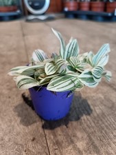 Tradescantia Nanouk | 8CM Pot