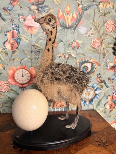 Taxidermy baby ostrich chick - taxidermy,