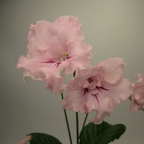 Streptocarpus powder - streptocarpus, od-powder