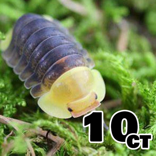 Rubber ducky isopods - 10+,