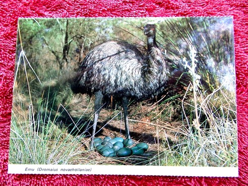 Emu with nest of eggs - ,